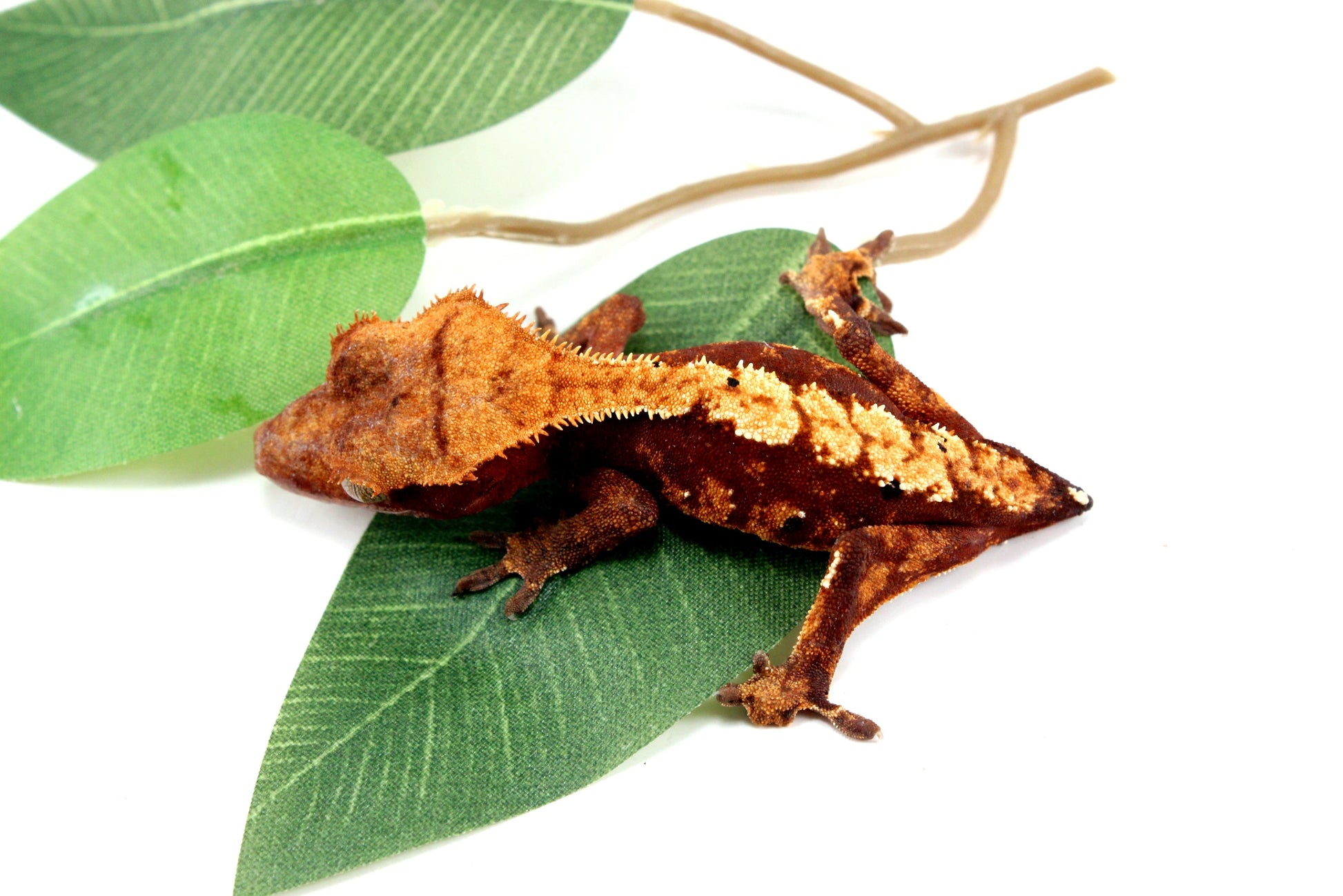Harlequin Crested Gecko - Tailess All Reptiles