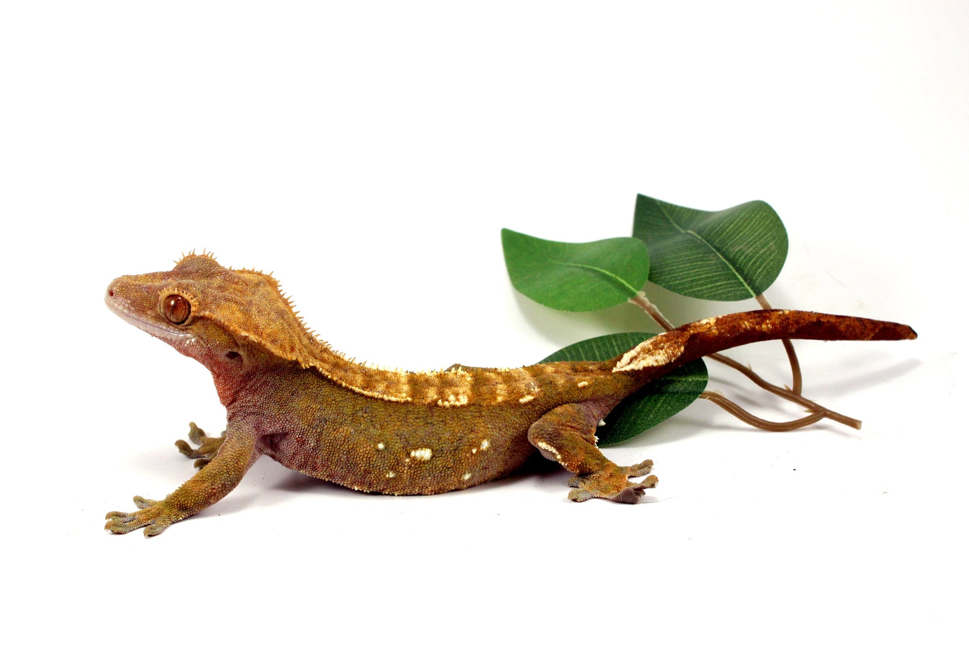 Portholes Crested Gecko All Reptiles