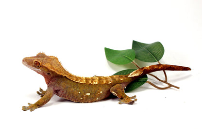 Portholes Crested Gecko All Reptiles