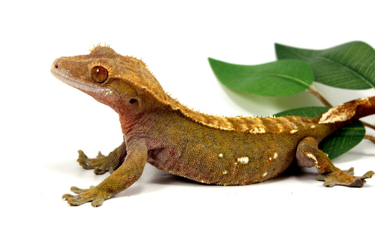 Portholes Crested Gecko All Reptiles
