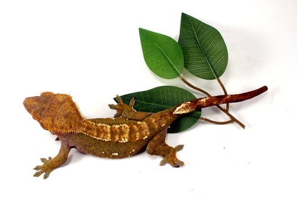 Portholes Crested Gecko All Reptiles