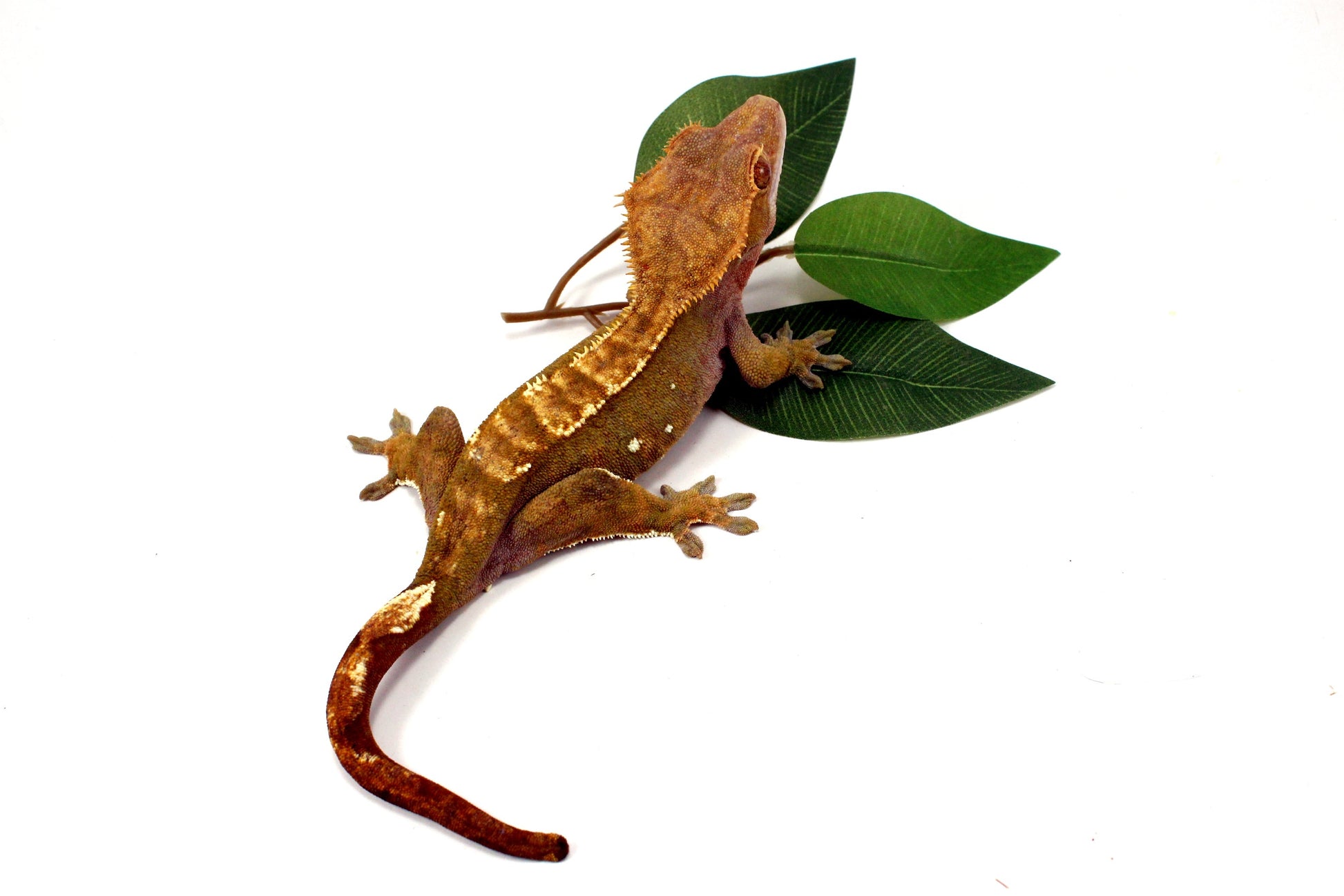 Portholes Crested Gecko All Reptiles