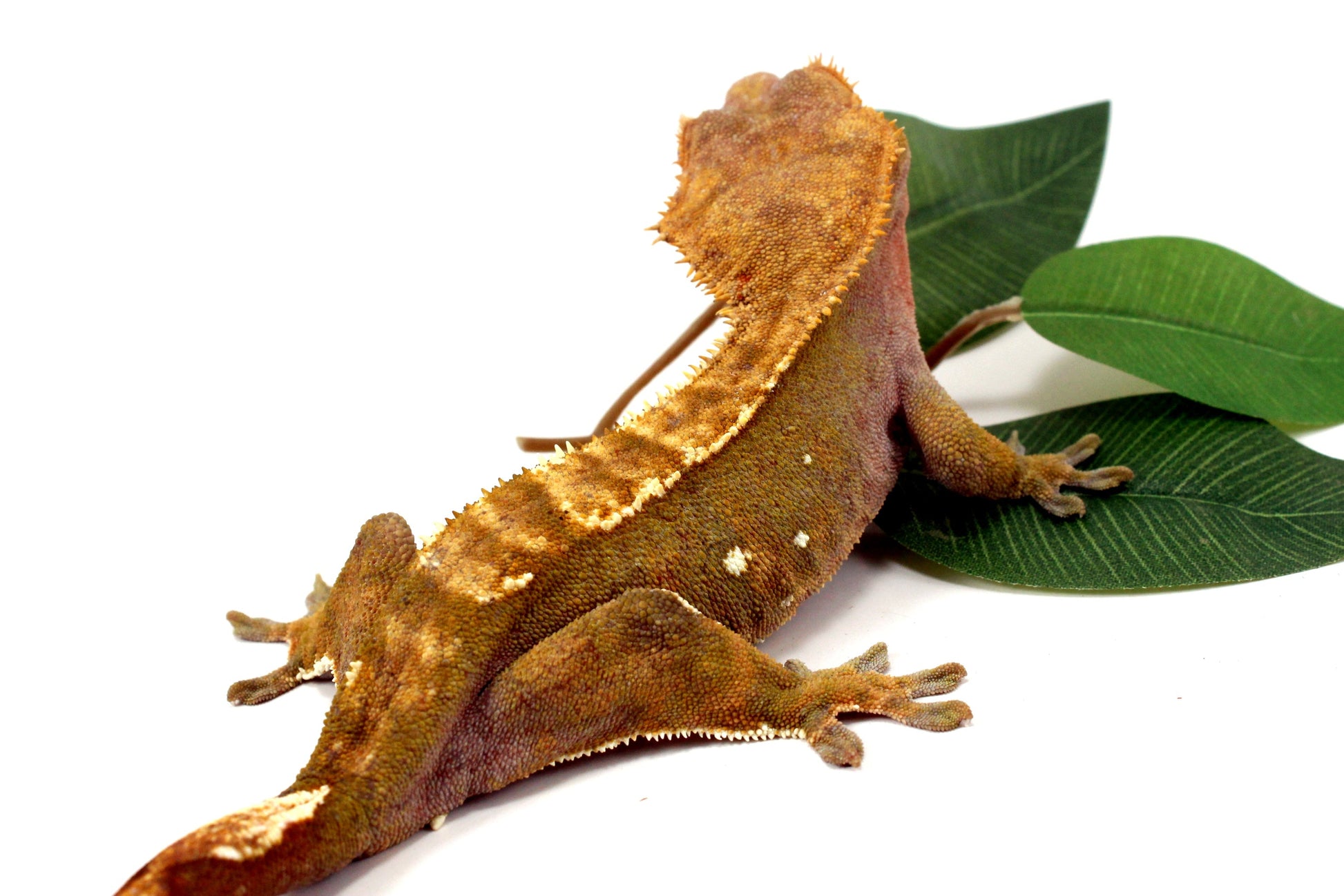 Portholes Crested Gecko All Reptiles