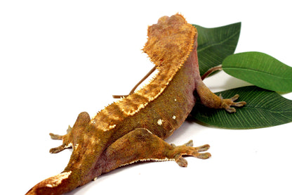 Portholes Crested Gecko All Reptiles