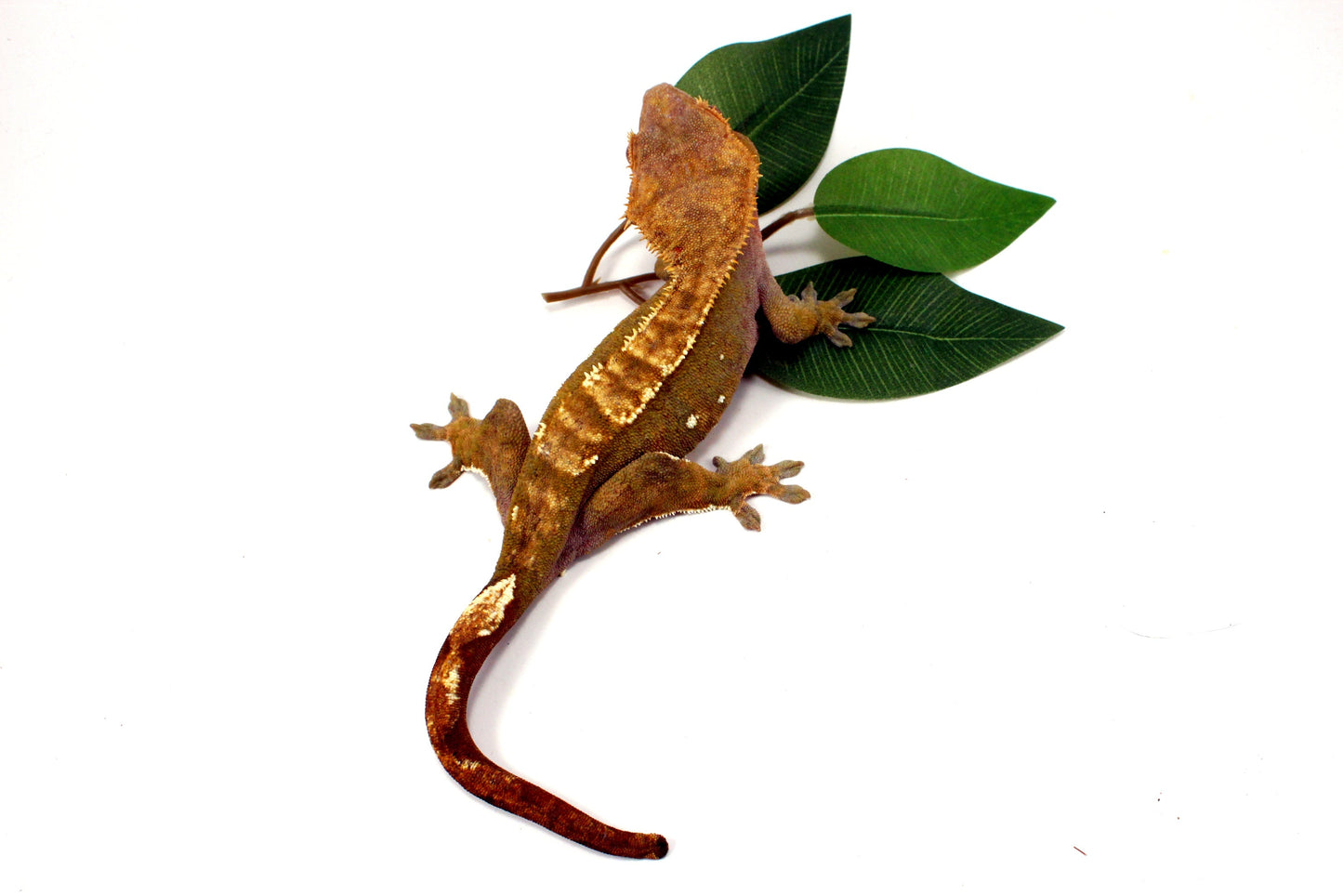 Portholes Crested Gecko All Reptiles
