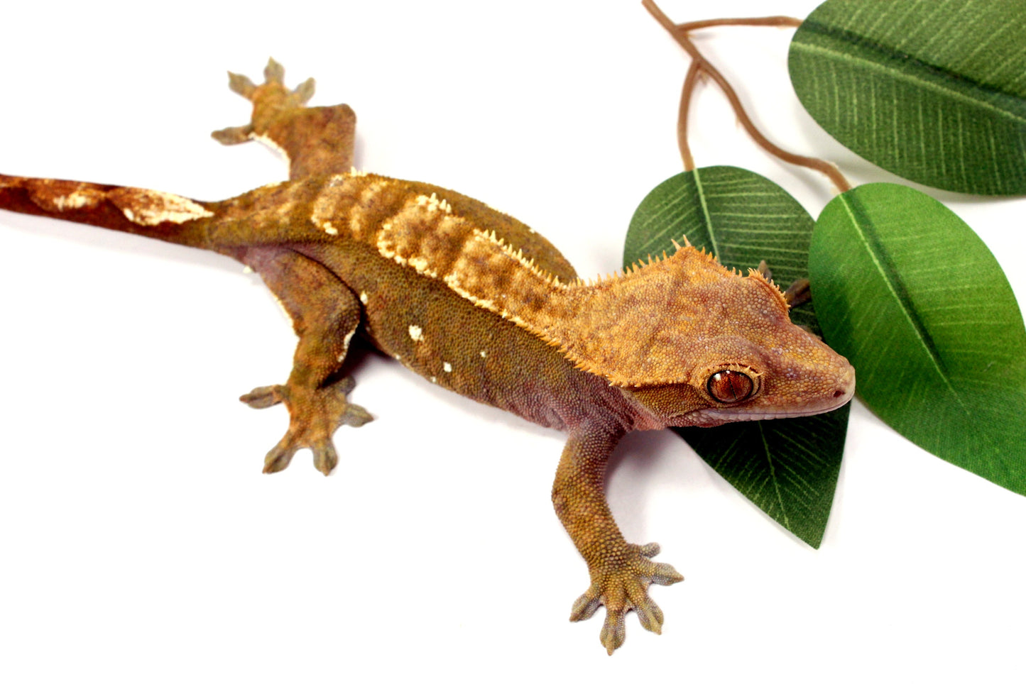Portholes Crested Gecko All Reptiles
