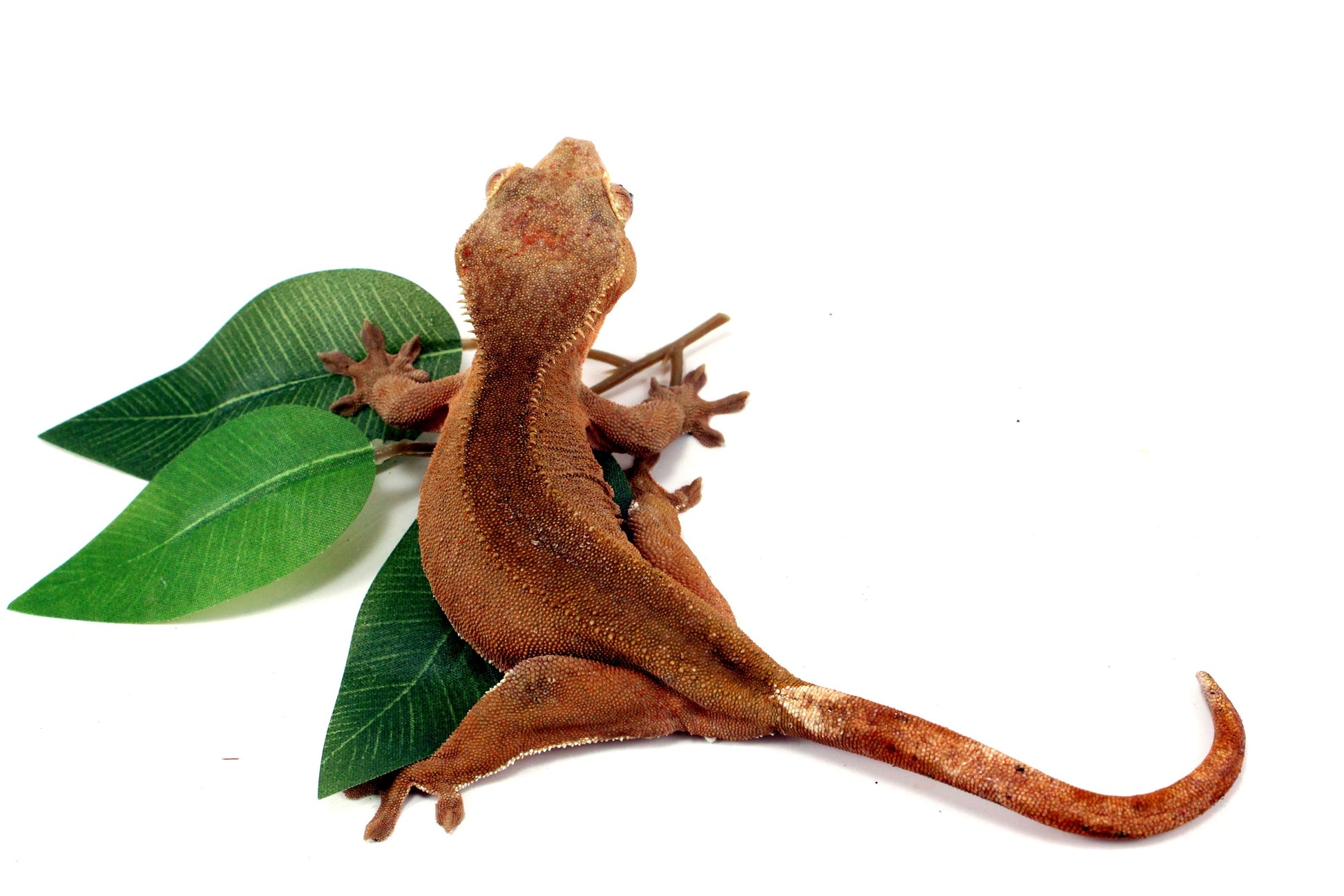 Patternless Buckskin Crested Gecko All Reptiles