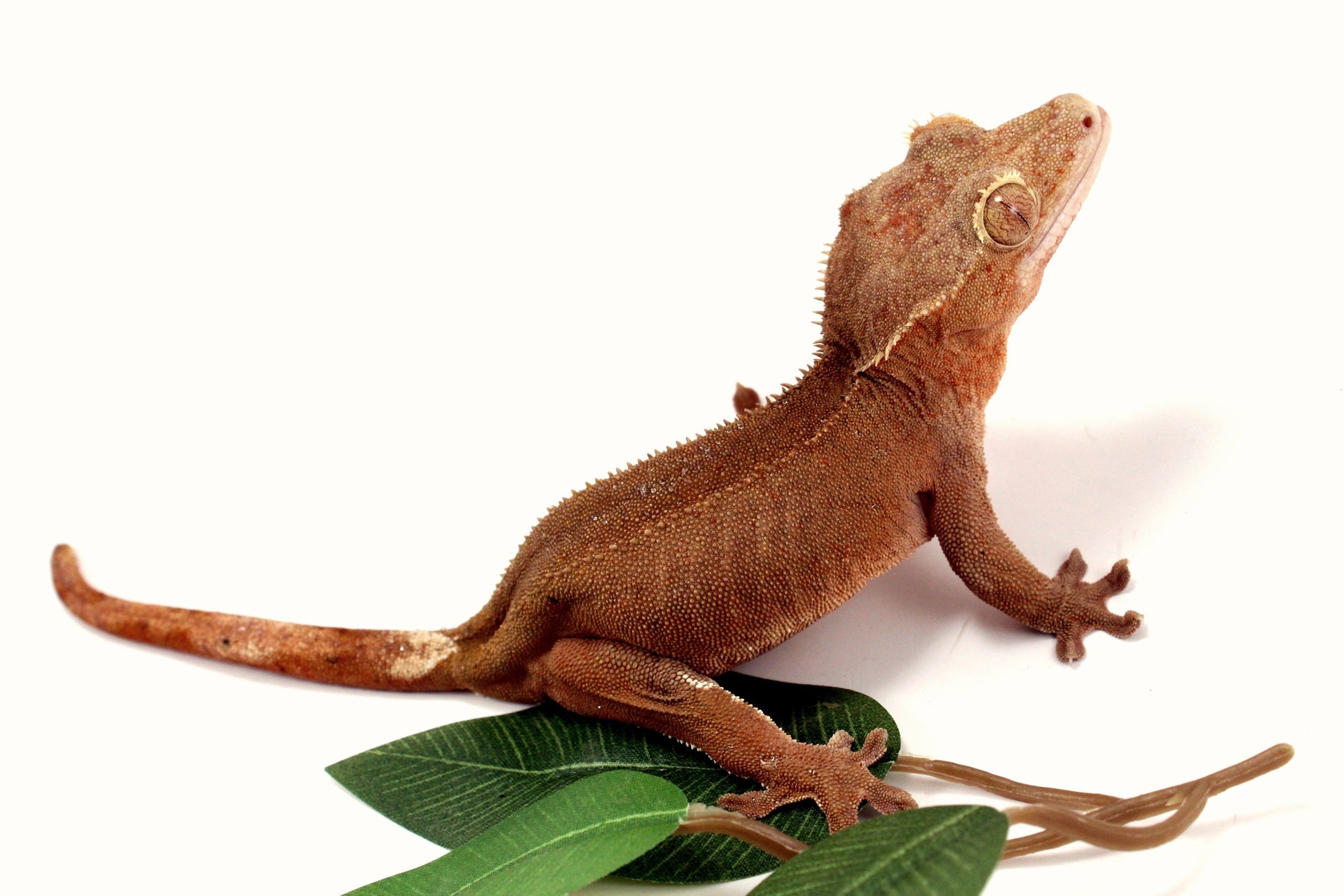 Patternless Buckskin Crested Gecko All Reptiles