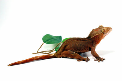 Patternless Buckskin Crested Gecko All Reptiles