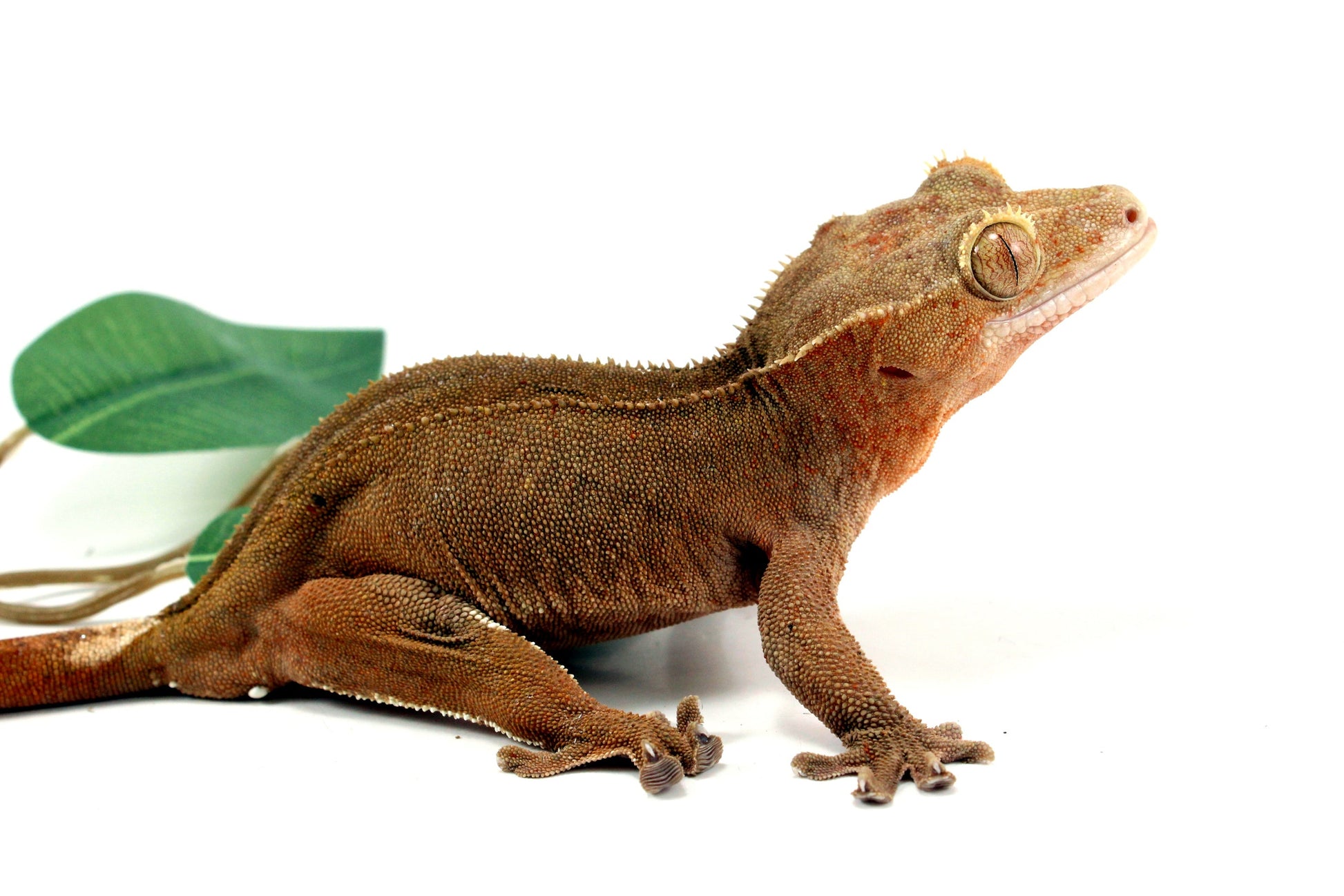 Patternless Buckskin Crested Gecko All Reptiles