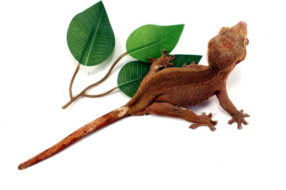 Patternless Buckskin Crested Gecko All Reptiles