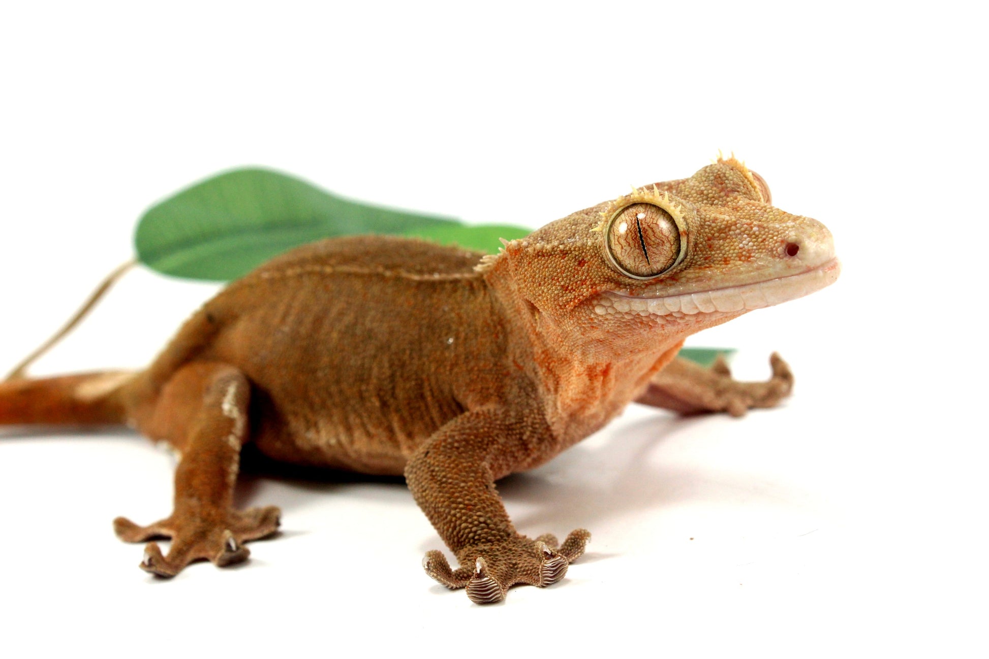 Patternless Buckskin Crested Gecko All Reptiles