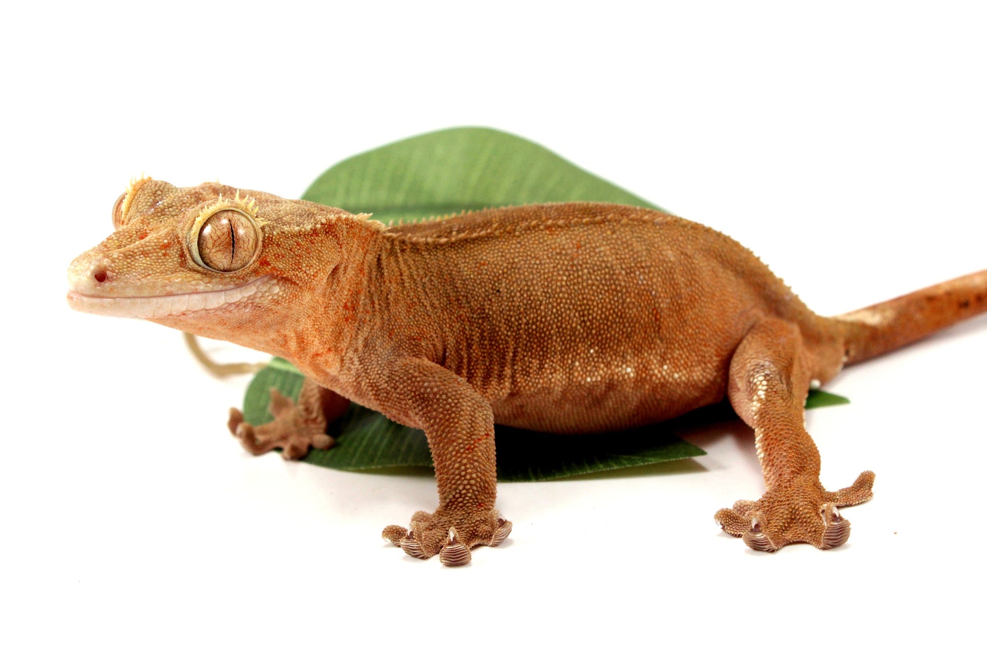 Patternless Buckskin Crested Gecko All Reptiles
