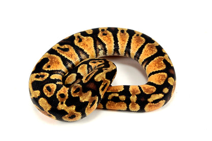 Pastel Ball Python All Reptiles