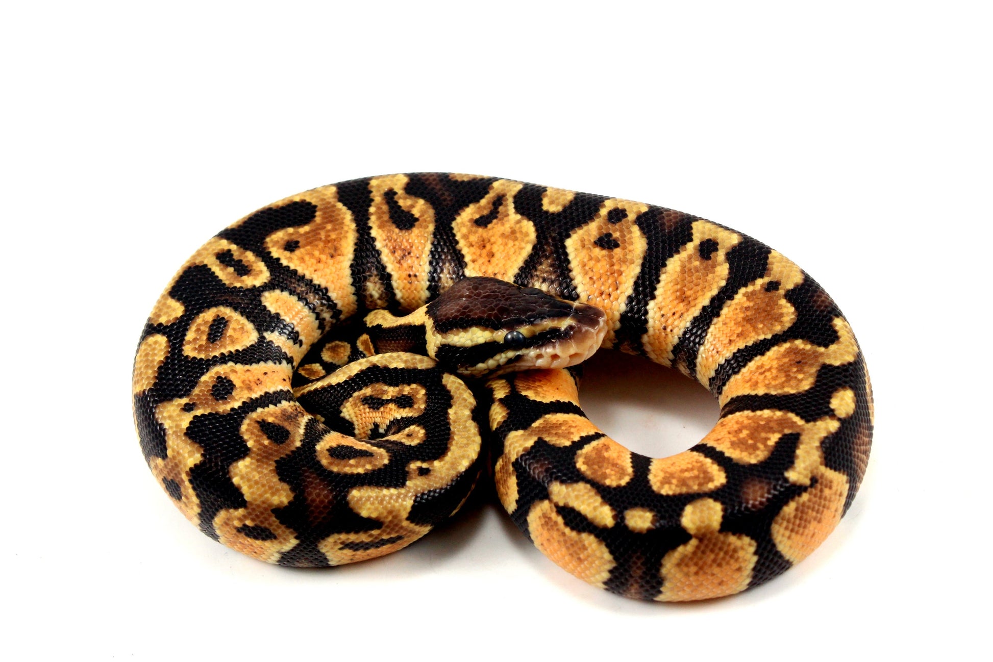 Pastel Ball Python All Reptiles