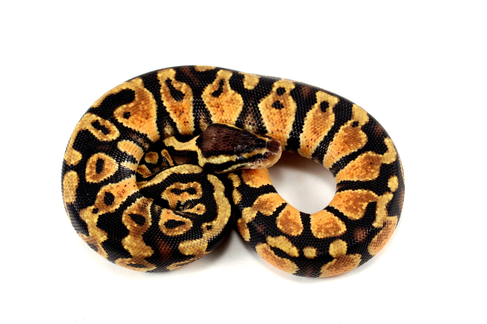 Pastel Ball Python All Reptiles