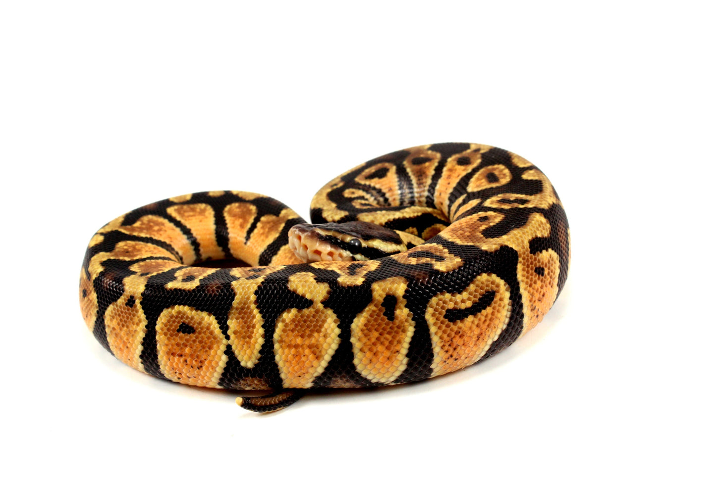 Pastel Ball Python All Reptiles