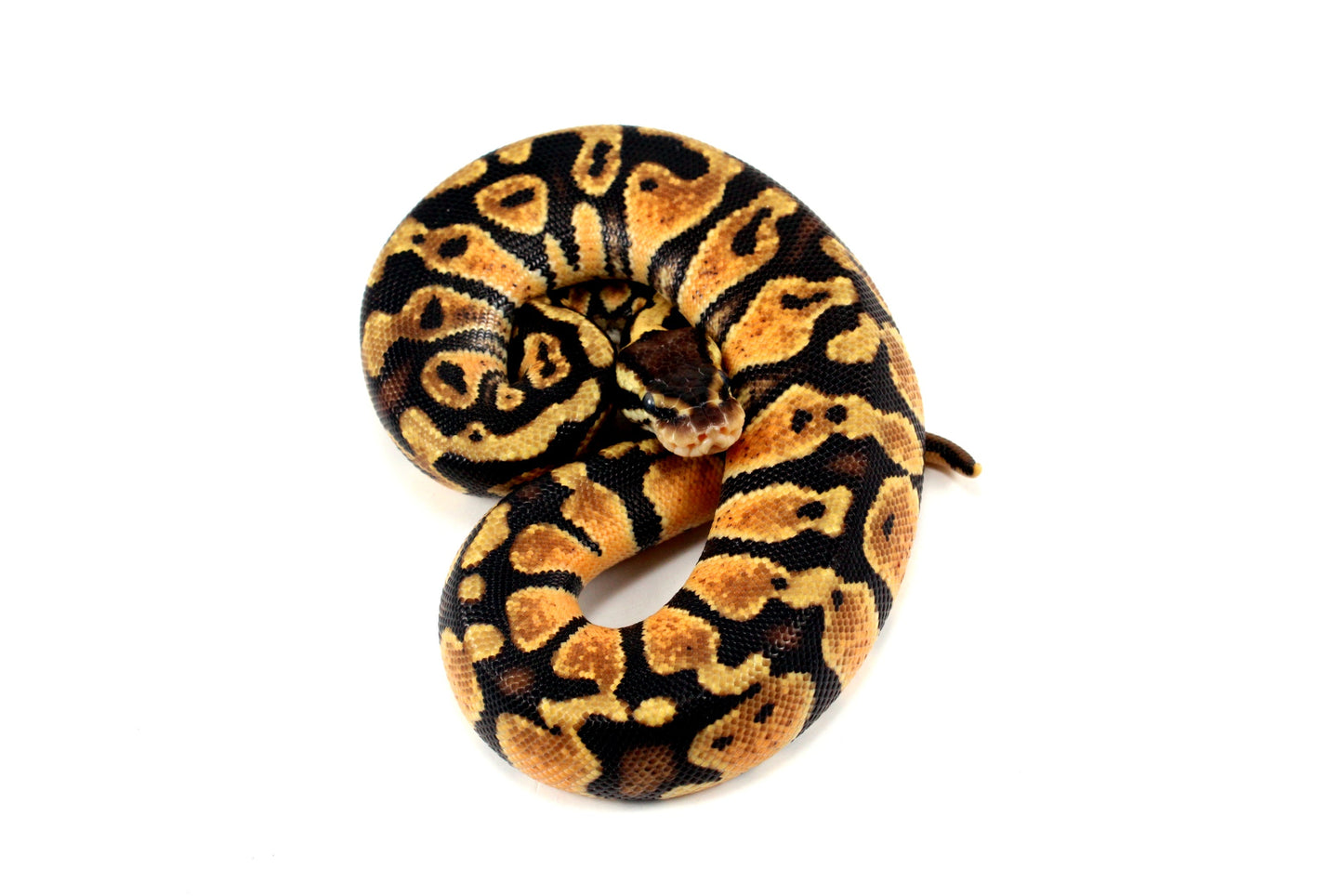 Pastel Ball Python All Reptiles