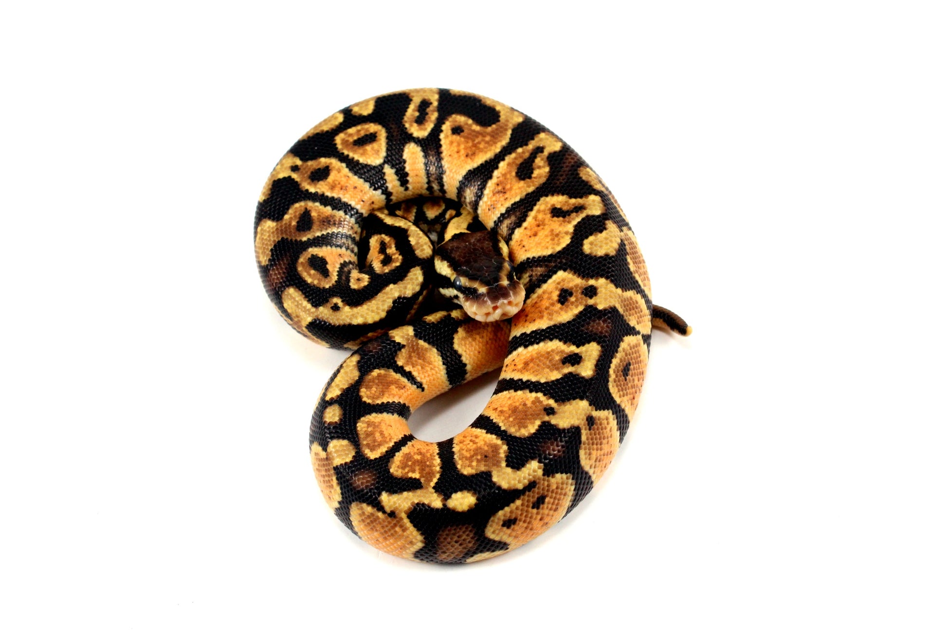 Pastel Ball Python All Reptiles