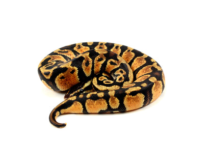 Pastel Ball Python All Reptiles