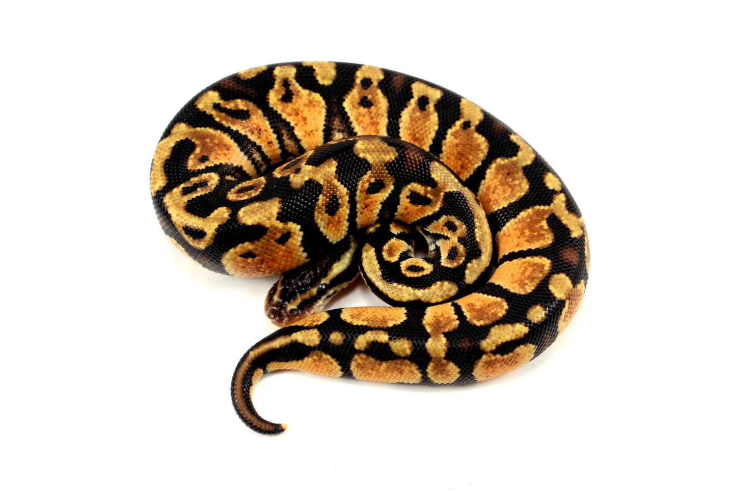 Pastel Ball Python All Reptiles