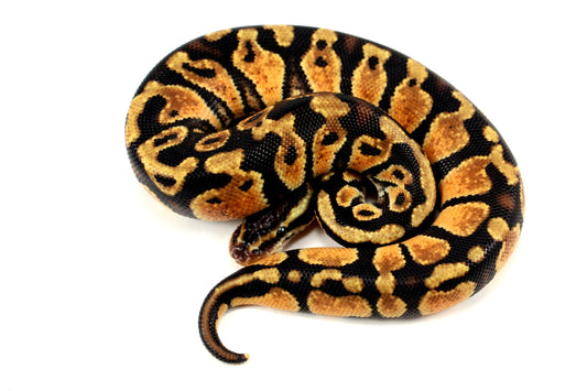 Pastel Ball Python All Reptiles