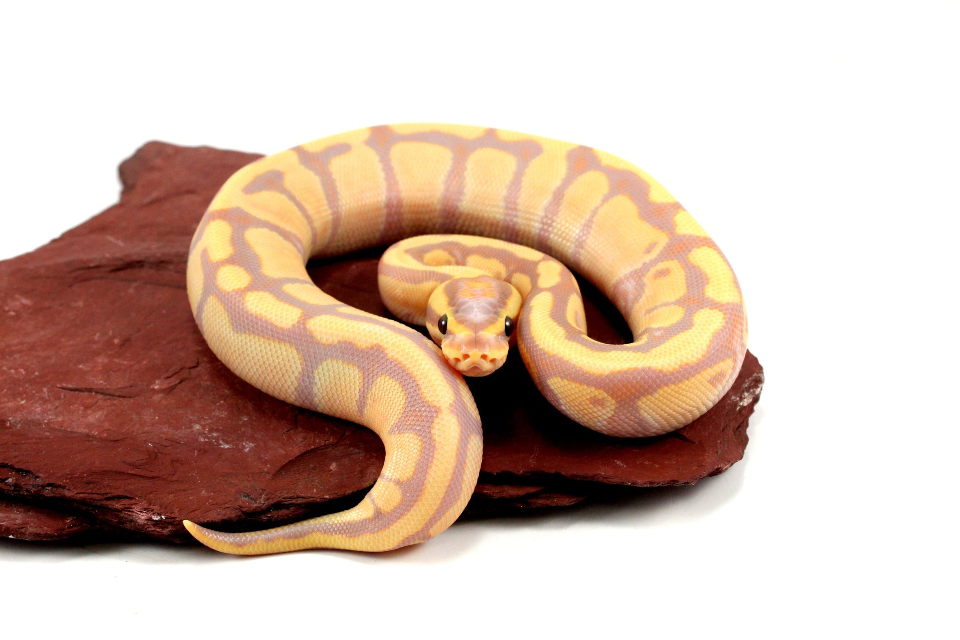 Banana Enchi h. Clown Ball Python All Reptiles