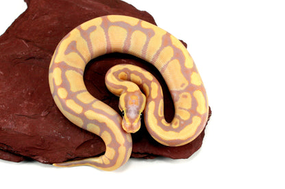Banana Enchi h. Clown Ball Python All Reptiles