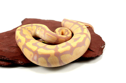 Banana Enchi h. Clown Ball Python All Reptiles