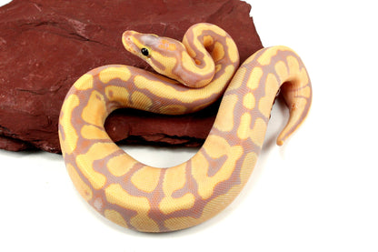 Banana Enchi h. Clown Ball Python All Reptiles