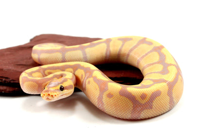 Banana Enchi h. Clown Ball Python All Reptiles