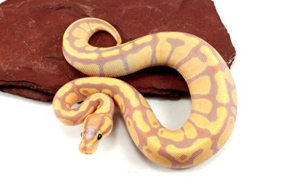 Banana Enchi h. Clown Ball Python All Reptiles