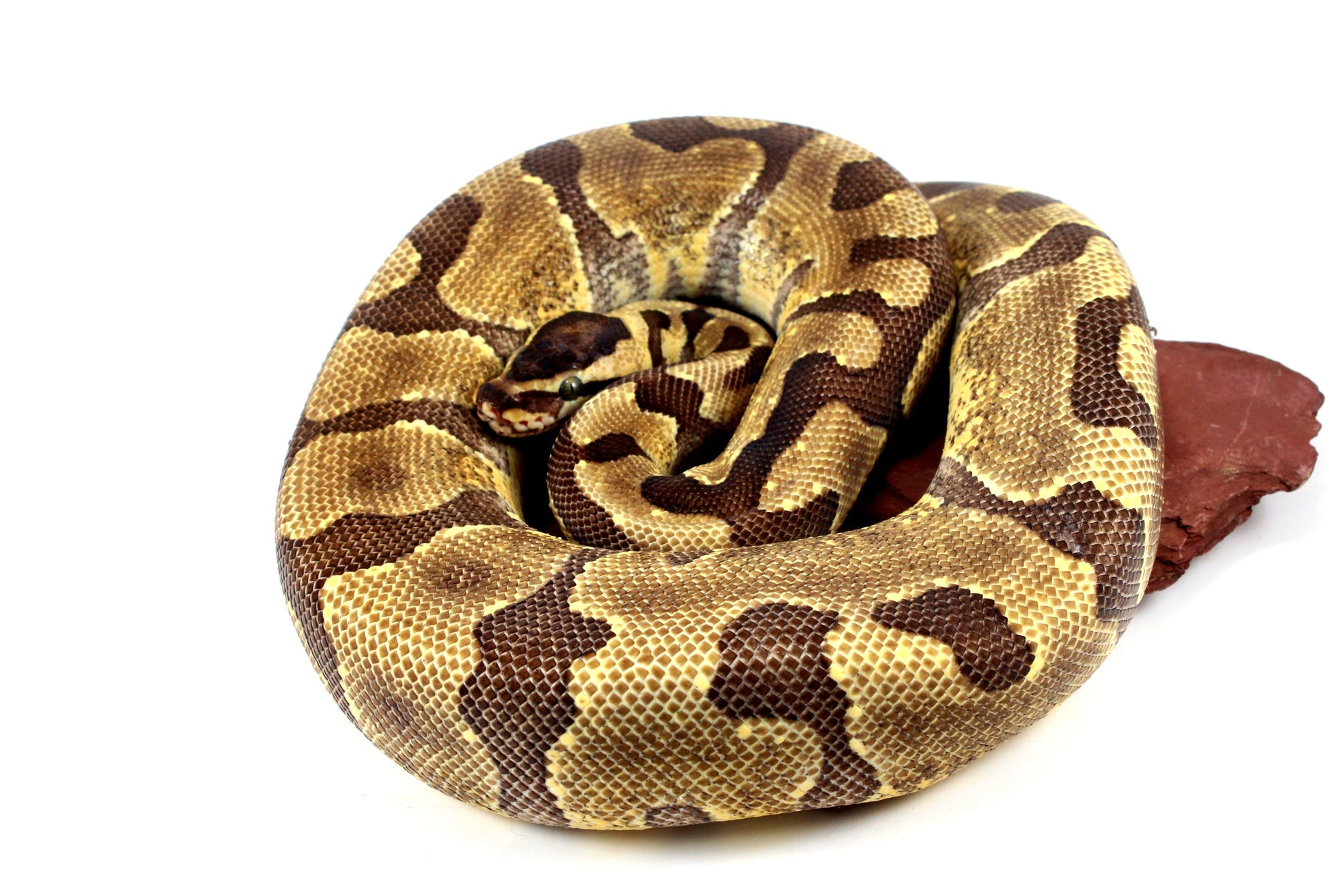 Super Enchi Ball Python All Reptiles
