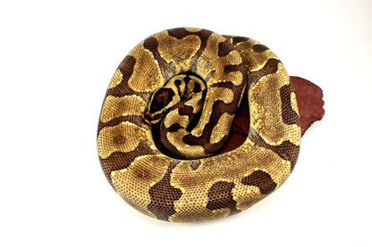 Super Enchi Ball Python All Reptiles