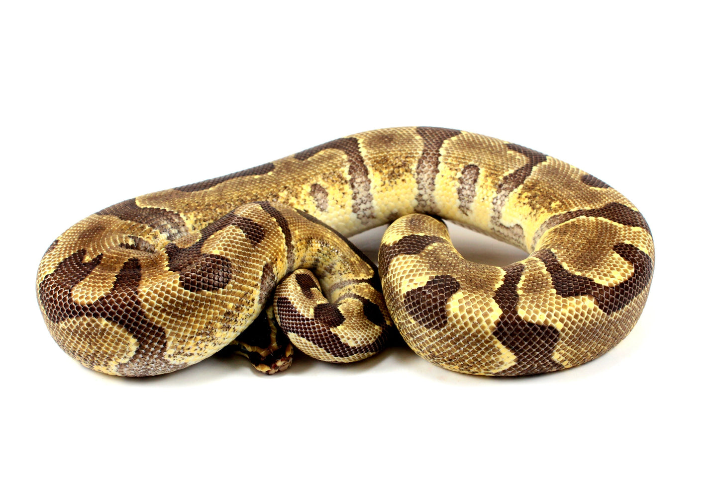 Super Enchi Ball Python All Reptiles