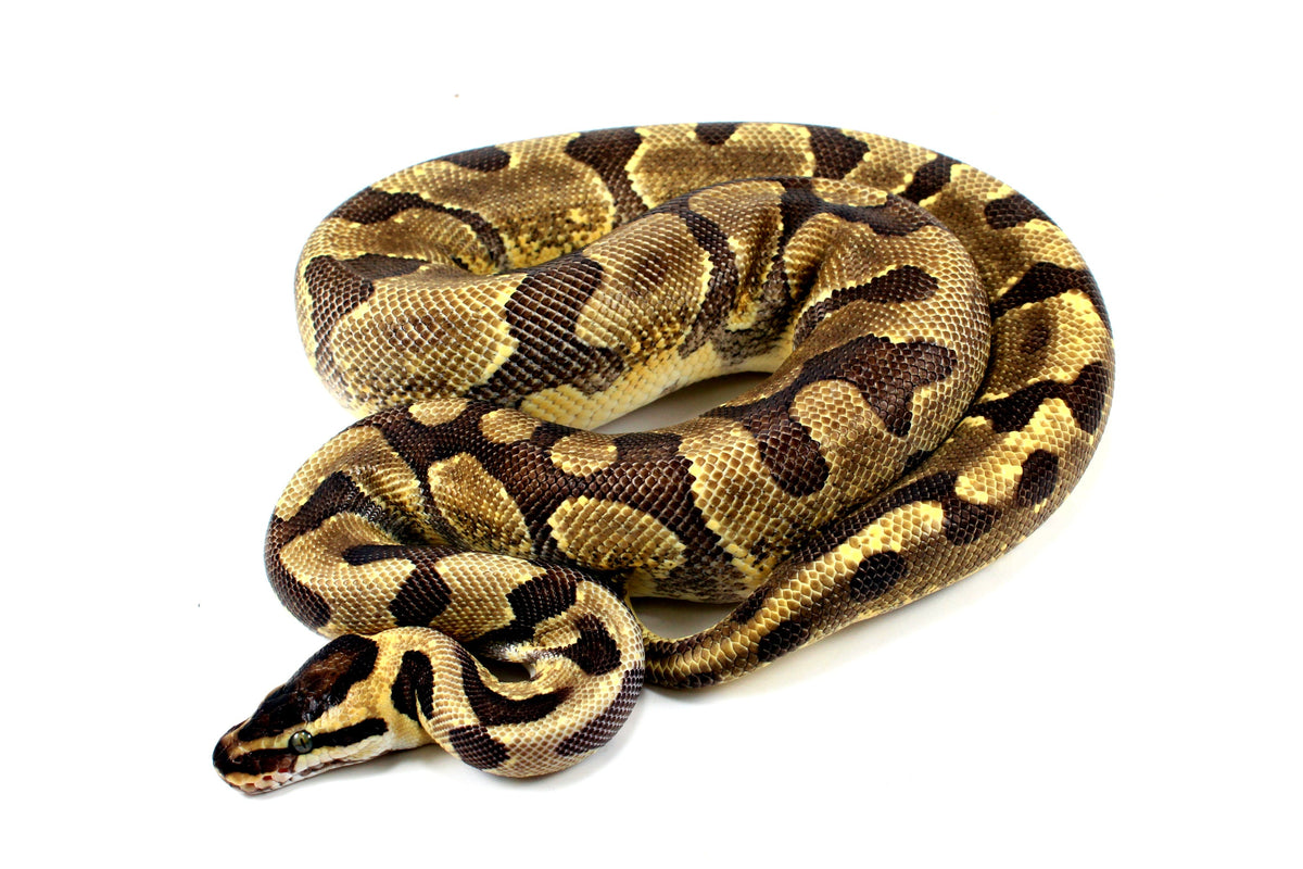 Super Enchi Ball Python - All Reptiles