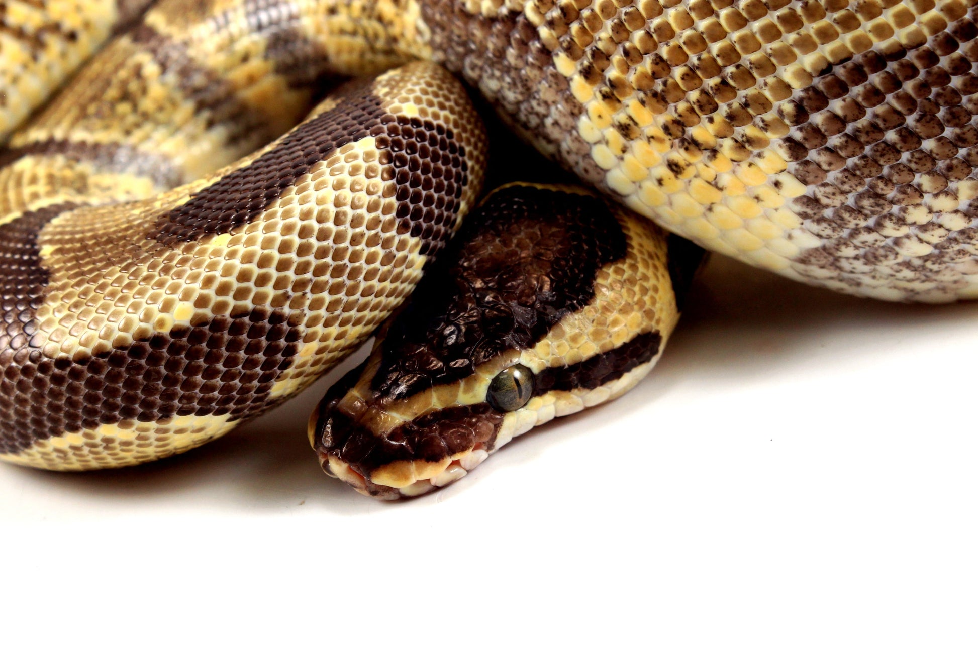 Super Enchi Ball Python All Reptiles
