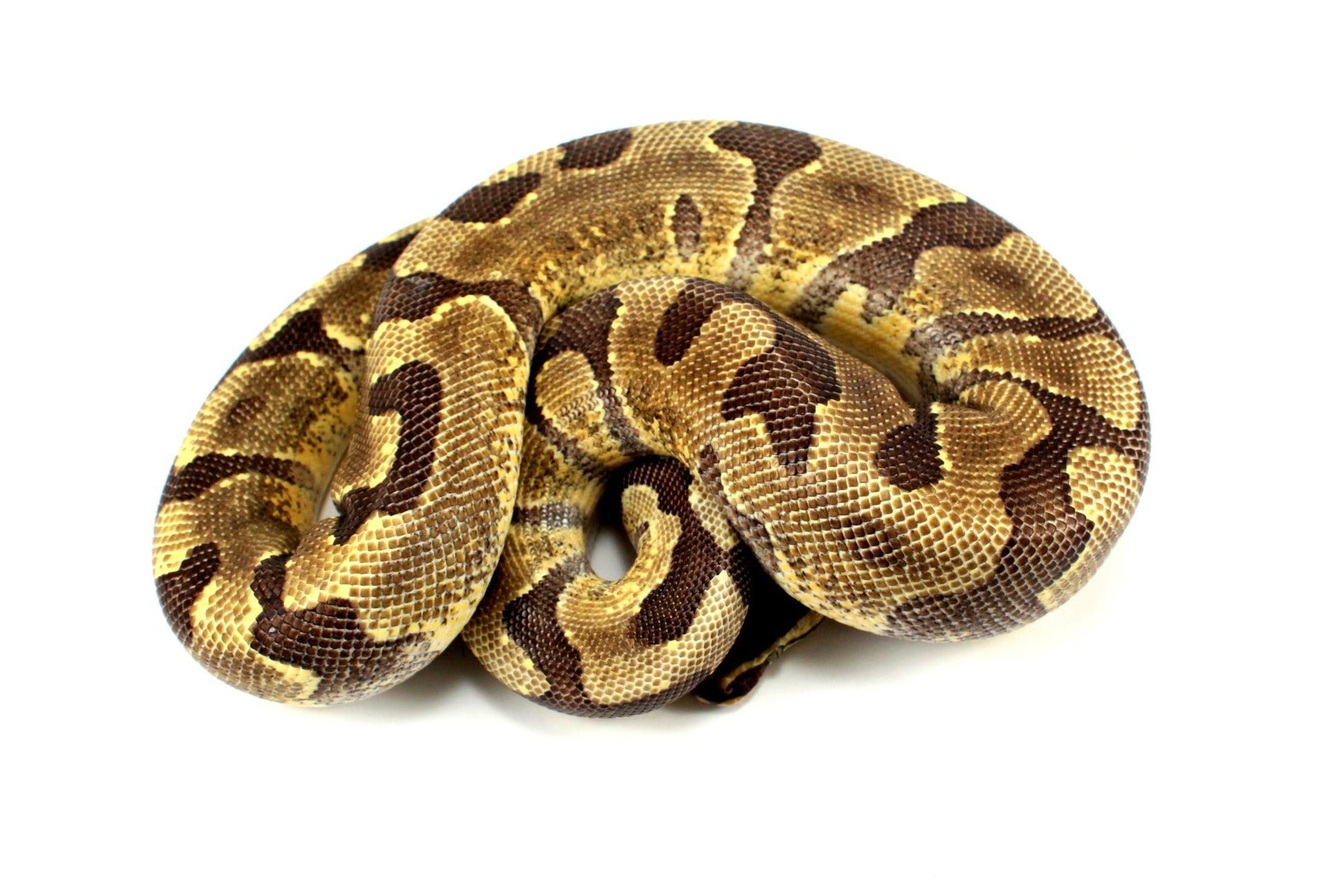 Super Enchi Ball Python All Reptiles