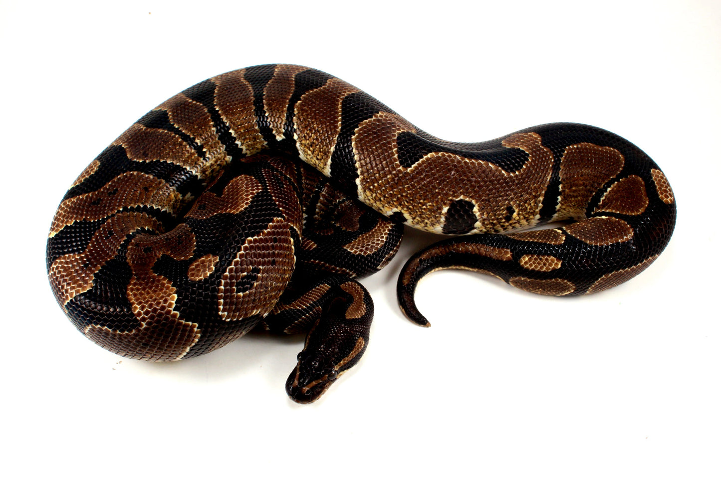 Unknown Ball Python - Mystery! All Reptiles