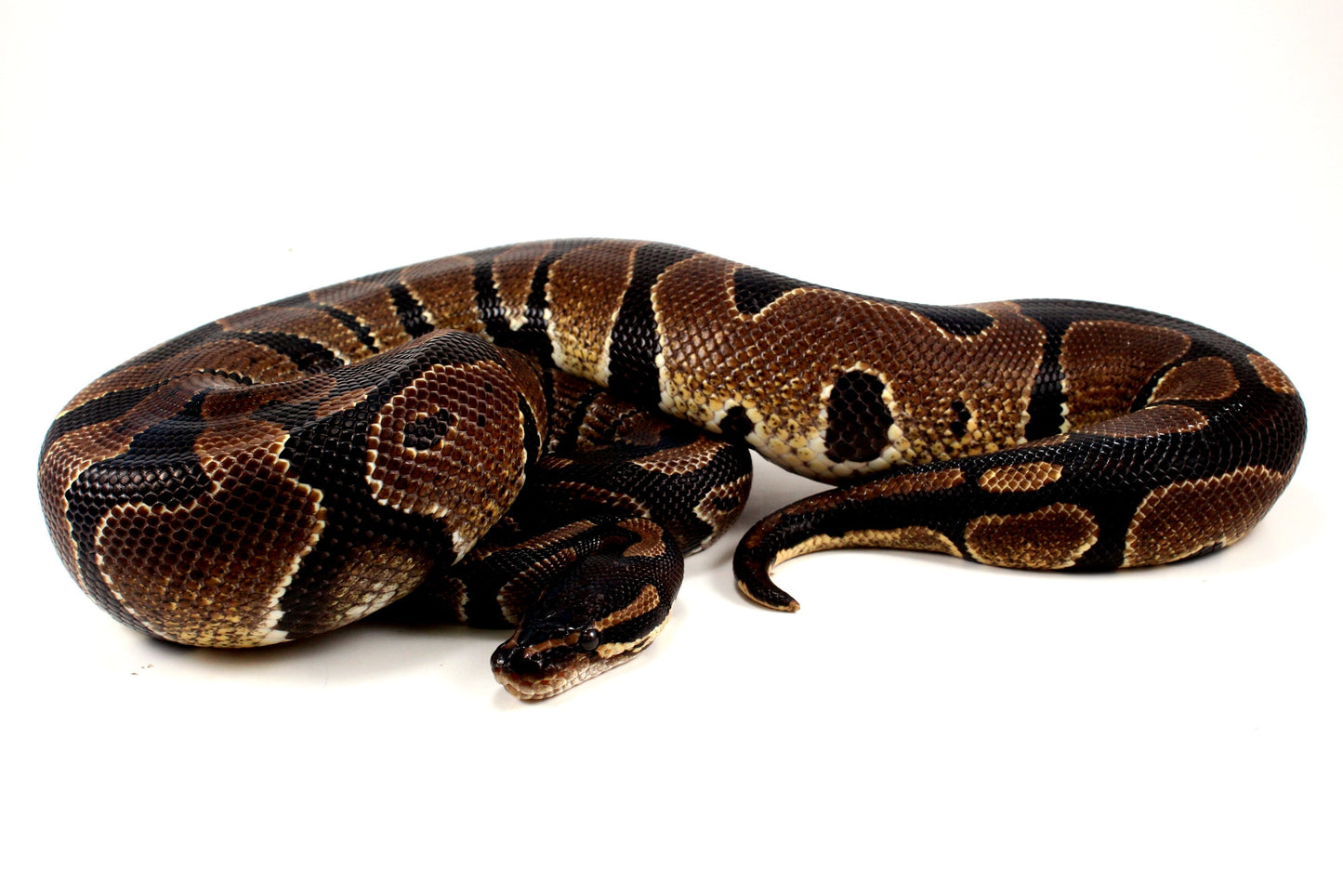 Unknown Ball Python - Mystery! All Reptiles