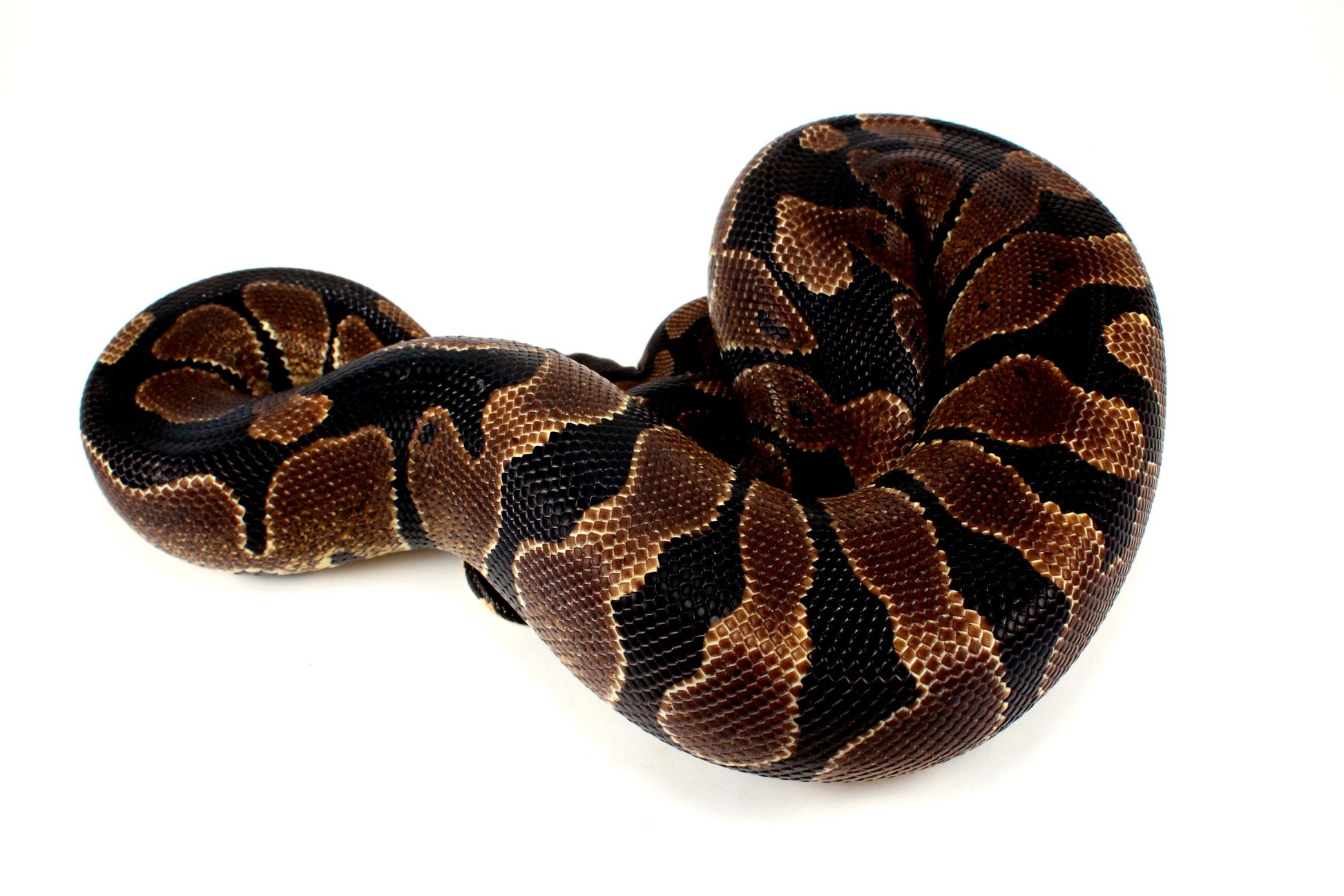 Unknown Ball Python - Mystery! All Reptiles