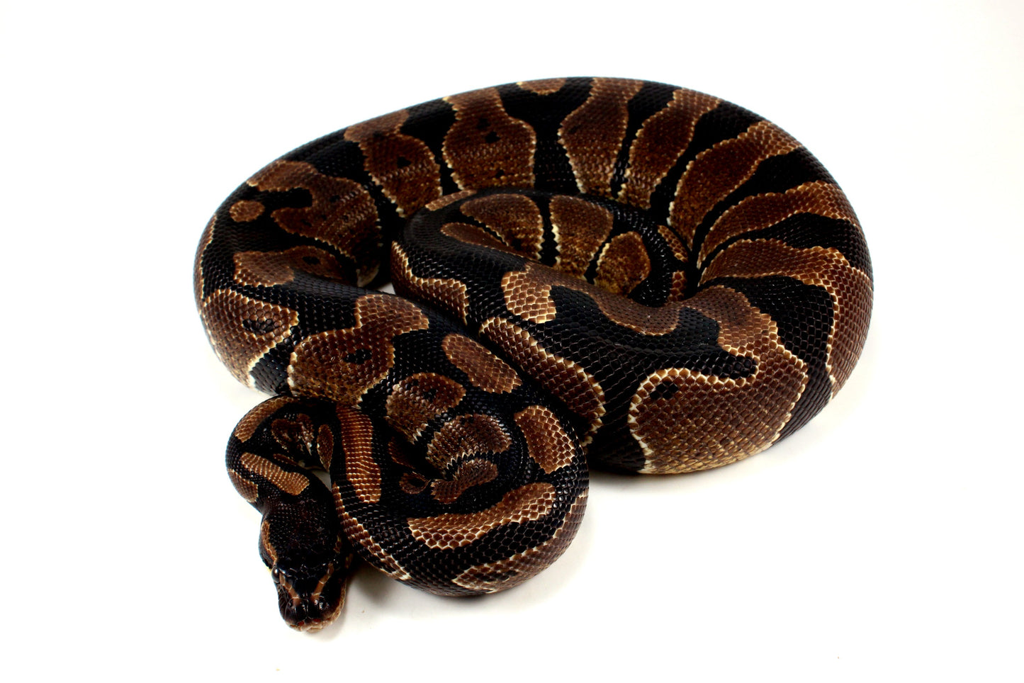 Unknown Ball Python - Mystery! All Reptiles