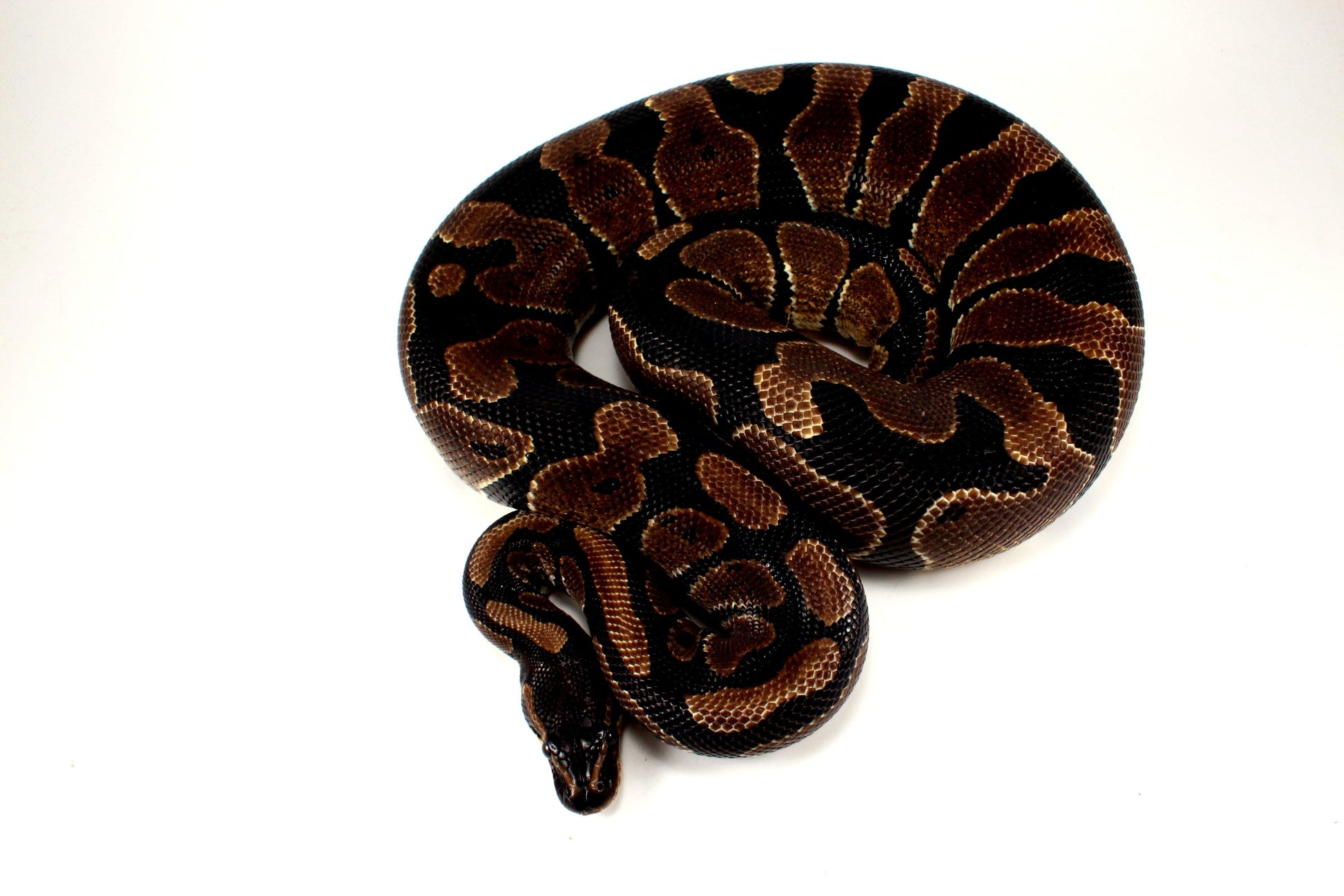 Unknown Ball Python - Mystery! All Reptiles