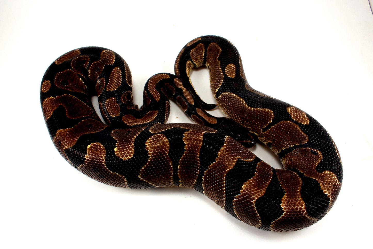 Unknown Ball Python - Mystery! All Reptiles