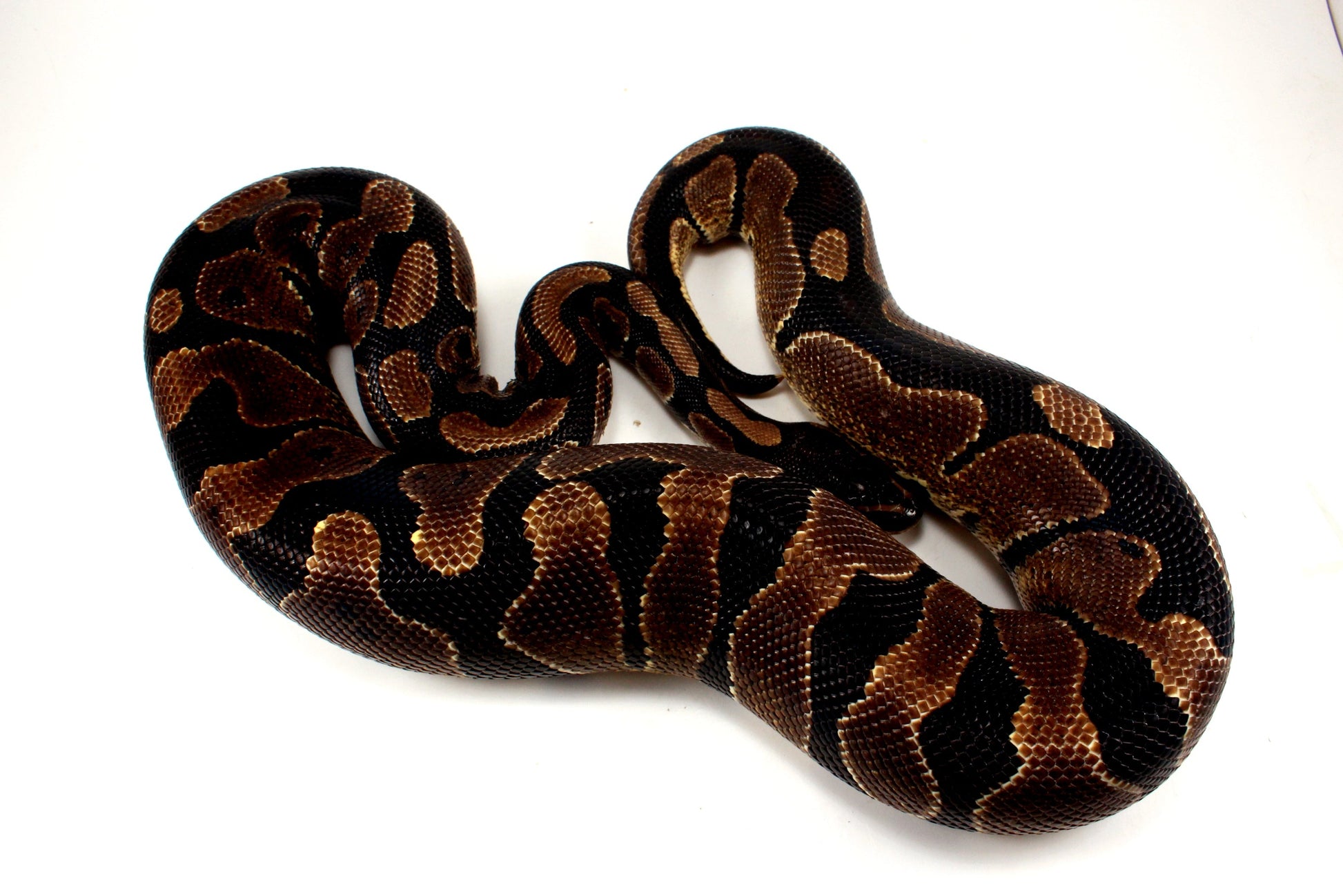 Unknown Ball Python - Mystery! All Reptiles