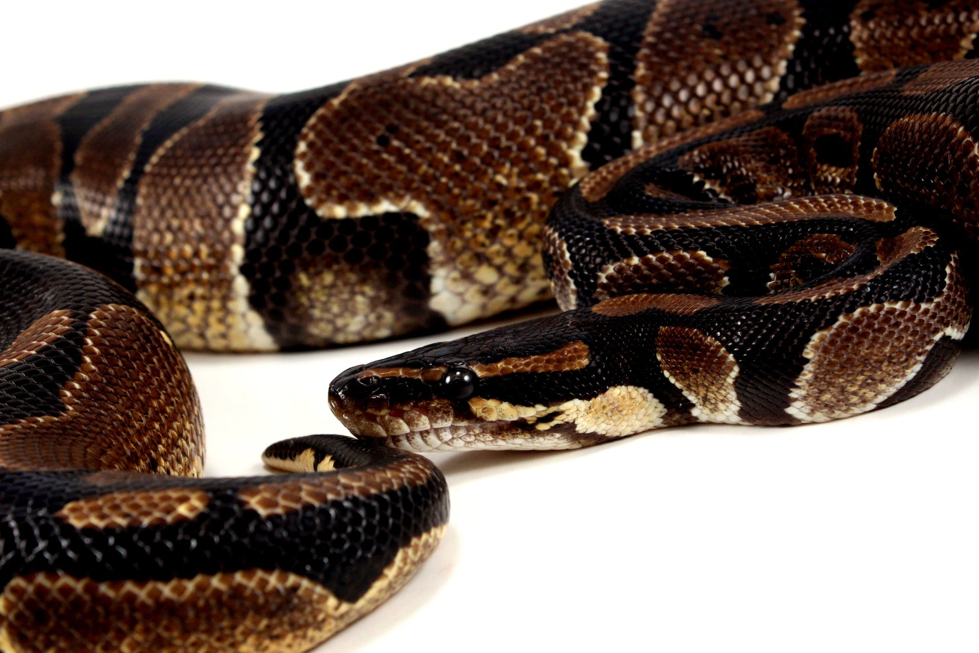 Unknown Ball Python - Mystery! All Reptiles