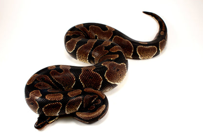 Unknown Ball Python - Mystery! All Reptiles