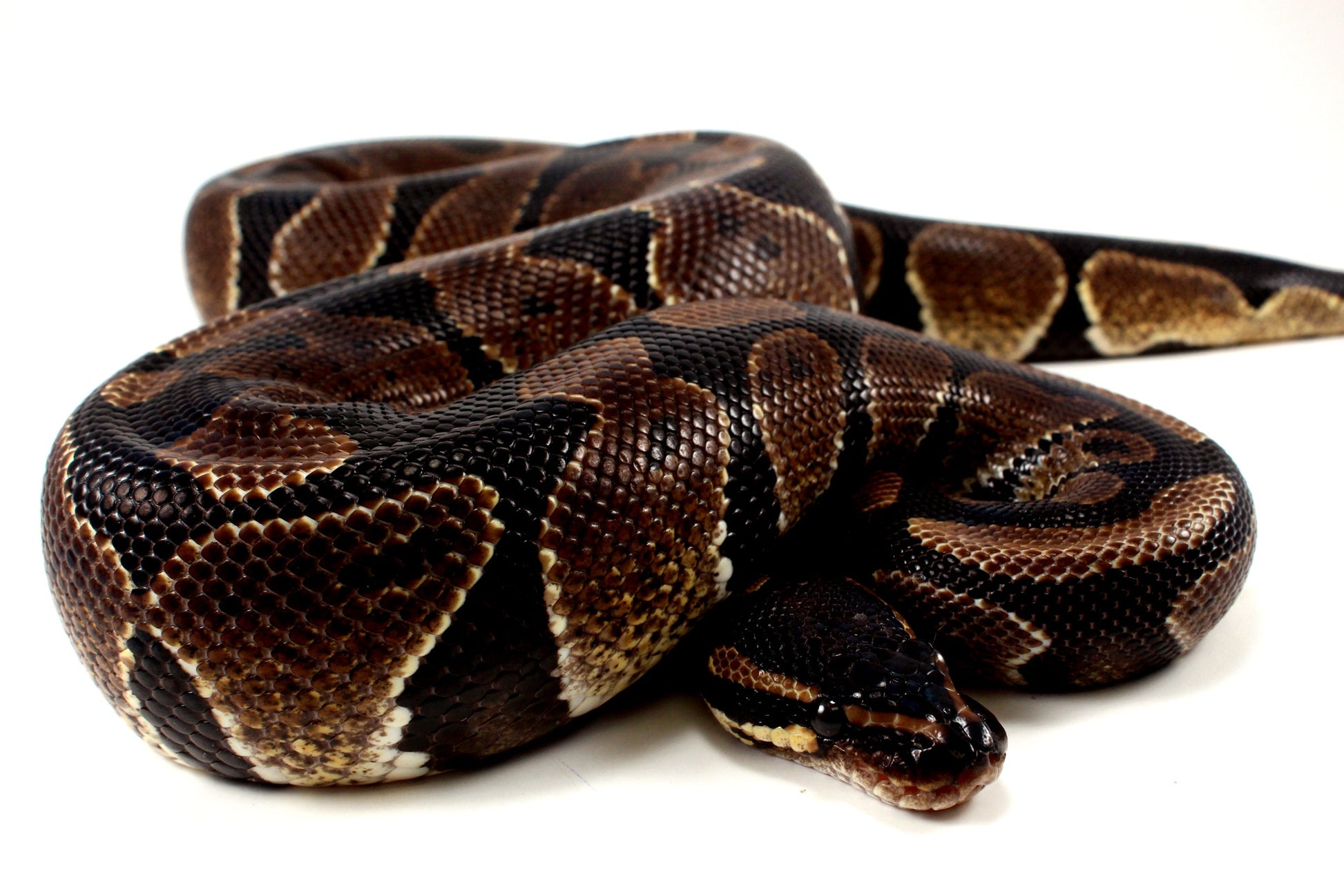 Unknown Ball Python - Mystery! All Reptiles