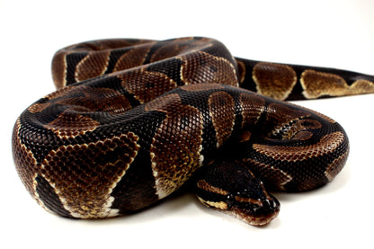 Unknown Ball Python - Mystery! All Reptiles