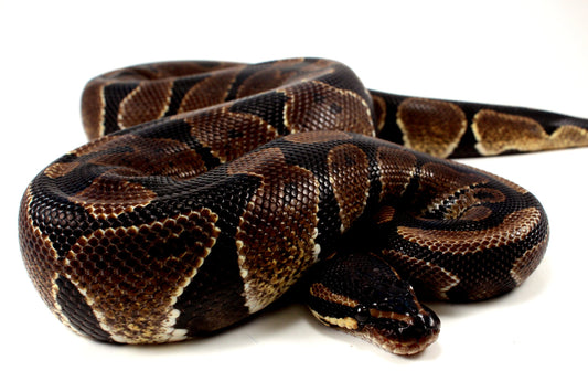 Unknown Ball Python - Mystery! All Reptiles